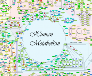 humanmetabolism